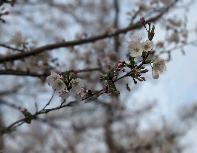 桜、咲いた
