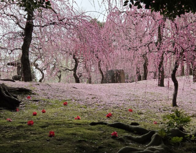 京都旅行①梅見