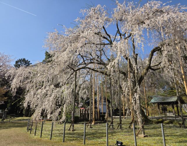 富士登山を目指して、足羽山へ