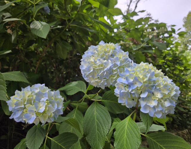 富士登山を目指して：紫陽花の季節